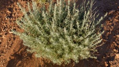 Καρκίνος Παχέος Εντέρου: Το γνωστό αρωματικό φυτό που βάζει φρένο στην ανάπτυξη καρκινικών κυττάρων