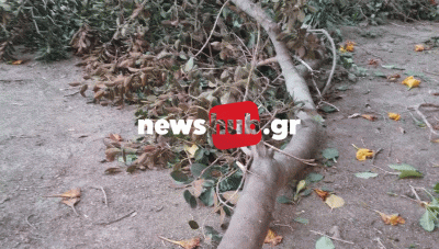 Ηράκλειο: Έσπασε τεράστιο κλαδί από δέντρο μέσα στο πάρκο Γεωργιάδη που χρήζει μεγαλύτερης... φροντίδας (Φωτο)