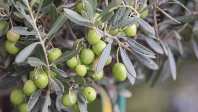 Ελαιοσυλλογή στον Δήμο Αγίου Νικολάου - Μια δράση προσφοράς για τους συνανθρώπους μας