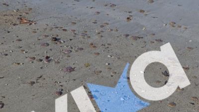 Εύβοια: Γέμισαν με μωβ μέδουσες οι θάλασσες και οι παραλίες
