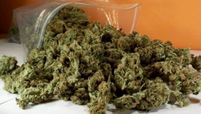 Πάνω από 250 κιλά κάνναβης κατασχέθηκαν στους 4 νομούς της Κρήτης το 2024 - Τι συνέβη με κοκαΐνη και χάπια