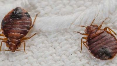 New York Times: Επιβάτες καταγγέλλουν τσιμπήματα κοριών σε πτήσεις μεγάλης αεροπορικής εταιρείας