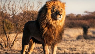 Ζιμπάμπουε: Οκτάχρονος επιβίωσε δίπλα σε λιοντάρια για πέντε ημέρες