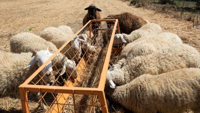 Ηράκλειο: Προληπτικά μέτρα για ύποπτο κρούσμα ευλογιάς (Βίντεο)
