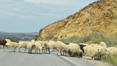Ηράκλειο: Υποψία για κρούσμα ευλογιάς των προβάτων έφερε προληπτικά μέτρα στο νομό