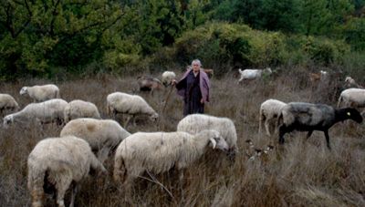 Ηράκλειο: Σε εφαρμογή τα αυστηρά μέτρα για την ευλογιά των προβάτων - Θετικό το δείγμα σε ποιμνιοστάσιο
