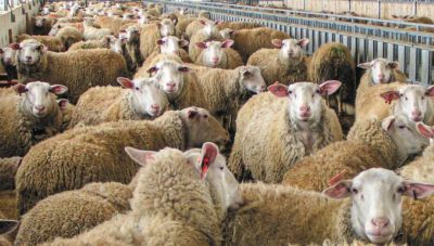 Ηράκλειο: Σε εφαρμογή τα αυστηρά μέτρα για την ευλογιά των προβάτων (Βίντεο)