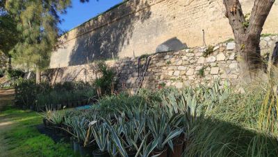 Περισσότερα από 5.500 νέα δέντρα και φυτά για την ανανέωση του πρασίνου στο Δήμο Ηρακλείου