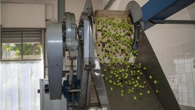 Κρήτη: 5 ευρώ το κιλό είναι μια μέση τιμή παραγωγού στο ελαιόλαδο – Μικρές προς το παρόν οι προσδοκίες για το επόμενο διάστημα