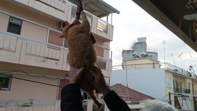 Αγρίνιο: Γάτος κρεμόταν από μπαλκόνι - Τον έσωσαν περαστικοί