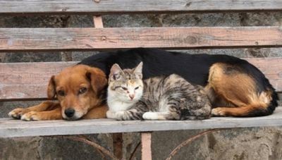 Στειρώσεις αδέσποτων ζώων τον Φεβουάριο στον Δήμο Ρεθύμνης