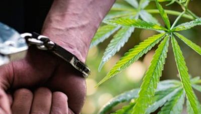 Κρήτη: Η κάνναβη του 