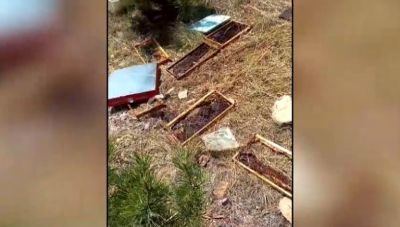 Κοζάνη: Νέα επίθεση αρκούδας σε κυψέλες και μελίσσια