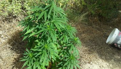 Κρήτη: Καλλιεργούσε δενδρύλλια κάνναβης στο σπιτι του