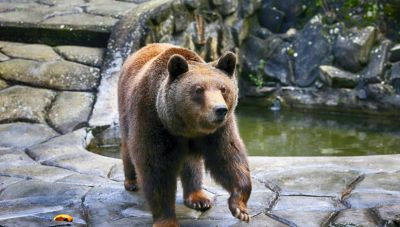 Καστοριά: Νεκρή αρκούδα από πυροβόλο όπλο