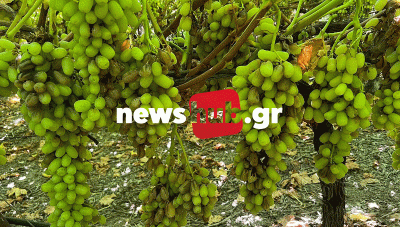 Ωρα μηδέν για τον αμπελώνα του Ηρακλείου ελέω καύσωνα: «Όπου δεν υπάρχει νερό, τα αμπέλια έχουν εγκαταλειφθεί», λέει ο Μ. Καμπιτάκης  