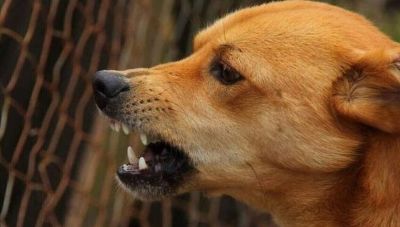 Kρήτη: Τρόμος για γυναίκα που δέχτηκε επίθεση από ένα μεγαλόσωμο σκύλο