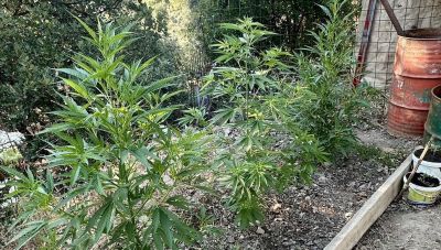 Κρήτη: Εντοπίστηκε να έχει δενδρύλλια κάνναβης στον κήπο του (Φωτο)