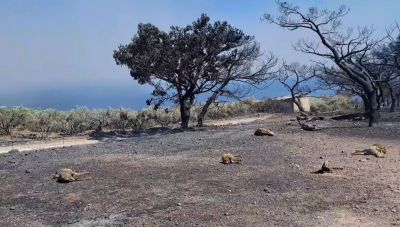 Ιεράπετρα: Μάχη με τις φλόγες και τις αναζωπυρώσεις-Σε κατάσταση εκτάκτου ανάγκης οι πληγείσες περιοχές (Φωτο & Βίντεο)