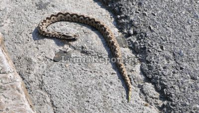 Φθιώτιδα: Διακομιδή θρίλερ μετά από δάγκωμα φιδιού