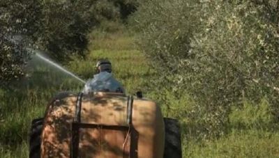 Πρώτος γενικός δολωματικός ψεκασμός για το δάκο