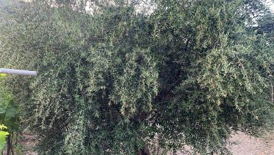 Ξεκίνησε η δακοκτονία στη Λήμνο – Το πρόγραμμα