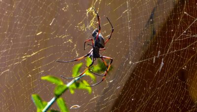 Αγρίνιο: Στο Νοσοκομείο 65χρονη από τσίμπημα “μαύρης χήρας” - Πως θα καταλάβεις αν σε έχει τσιμπήσει η δηλητηριώδης αράχνη