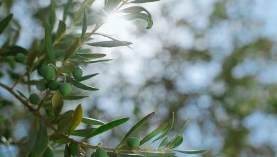 ΓΕΩΤΕΕ Παράρτημα Κρήτης για Ελαιοκομικό Μητρώο: Πρέπει να αξιοποιούμε την τεχνολογία και όχι να... ξανα-ανακαλύψουμε τον τροχό