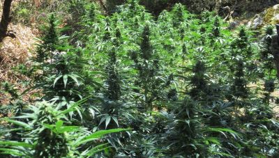 Μυλοπόταμος: Αστυνομική επιχείρηση αποκάλυψε πέντε φυτείες δενδρυλλίων κάνναβης