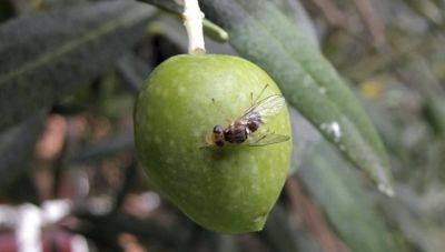 Πρώτος γενικός δολωματικός ψεκασμός του προγράμματος δακοκτονίας στο Ρέθυμνο