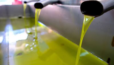 Ελαιόλαδο: Στα 300-600 εκατ. ετησίως ο μαύρος τζίρος του πράσινου χρυσού