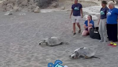 Μεσαρά: Δυο χελώνες με δορυφορικούς  πομπούς στην πλάτη... στον Κομμό! (Φωτο + Βίντεο)