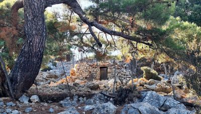 Απογευματινή πεζοπορία στο ιστορικό δάσος του Κρούστα