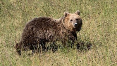 Καστοριά: Μεγαλόσωμος αρκούδος βρέθηκε νεκρός στους Αμπελόκηπους
