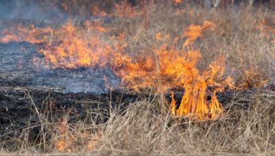 Βόλος: Δεύτερη φωτιά από το πρωί – Άμεση επέμβαση από την Πυροσβεστική