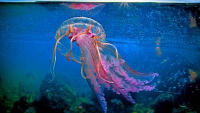 Μωβ μέδουσες στην Ελλάδα: Χάρτης δείχνει σε ποιες παραλίες βρίσκονται - Μια από τις περιοχές ειναι στην Κρήτη