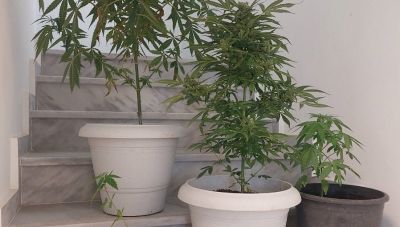 Κρήτη: Είχαν το χασίς στις... γλάστρες - Δύο συλλήψεις απο την ΕΛ.ΑΣ.