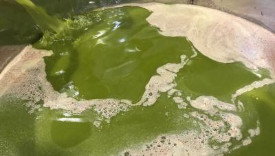 Κρήτη: Έκλεψαν 5 τονους ελαιολάδου, αλλά δεν κατάφεραν να το... κρύψουν