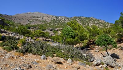 Μεσαρά: Περιπατητές εντόπισαν νεκρό άντρα στο δάσος του Κουδουμά