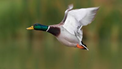 Ελβετία: Ραντάρ της τροχαίας «έπιασε» αγριόπαπια να πετάει με υπερβολική ταχύτητα