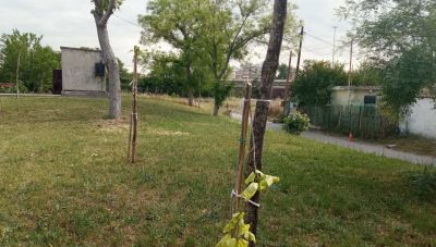 Κρήτη: Χειροπέδες από το Λιμενικό γιατί ξερίζωναν τα δέντρα από δημόσιο χώρο!