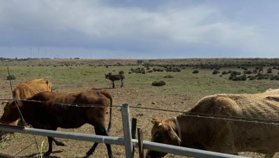 Βρετανία: «Άτυπο» κρούσμα σπογγώδους εγκεφαλοπάθειας των βοοειδών εντοπίστηκε σε αγρόκτημα στο Έσεξ
