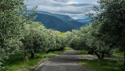 Κρητικό ελαιόλαδο: Εμπορική απραξία με ελάχιστες αγοραπωλησίες στα 4.20 ευρώ το κιλό – Μάλιστα ίσως έρχεται και βεντέμα!