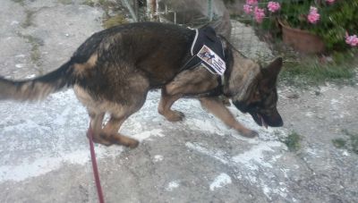 Η Εκα εντόπισε φόλες και δηλητηριασμένες γάτες - Επιχείρηση σε χωριό της Μεσαράς (Φωτο)