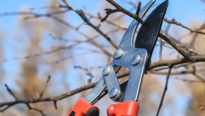 Χανιά: Πού θα γίνουν την Τρίτη εργασίες κλαδέματος