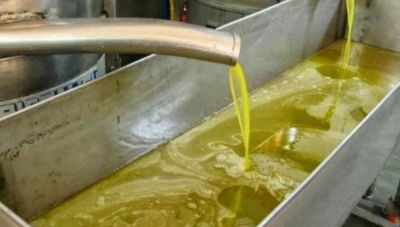 Ενεργοποιείται μετά από είκοσι χρόνια το Ελαιοκομικό Μητρώο