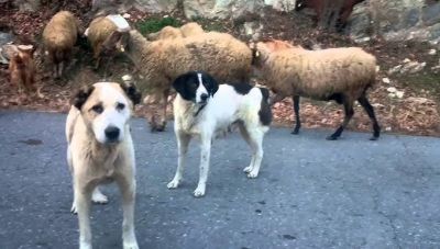 Θέμα newshub.gr: Αγέλη σκύλων επιτίθεται σε κοπάδια στη Μεσαρά - Επιθέσεις ακόμη και στα μαντριά που είναι μέσα στα χωριά