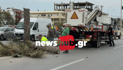 Ηράκλειο: Επιχείρηση στην παραλιακή λεωφόρο για έναν προβληματικό φοίνικα (Φωτο)