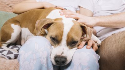 Δήμος Φαιστού: Ενημέρωση για δωρεάν στείρωση, εμβολιασμό και «τσιπάρισμα» ζώων – Τσουχτερά πρόστιμα για αμελείς κηδεμόνες