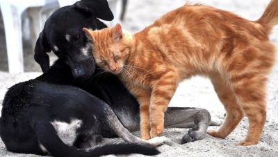 Σητεία: Ξεκινούν οι δωρεάν στειρώσεις ζώων συντροφιάς